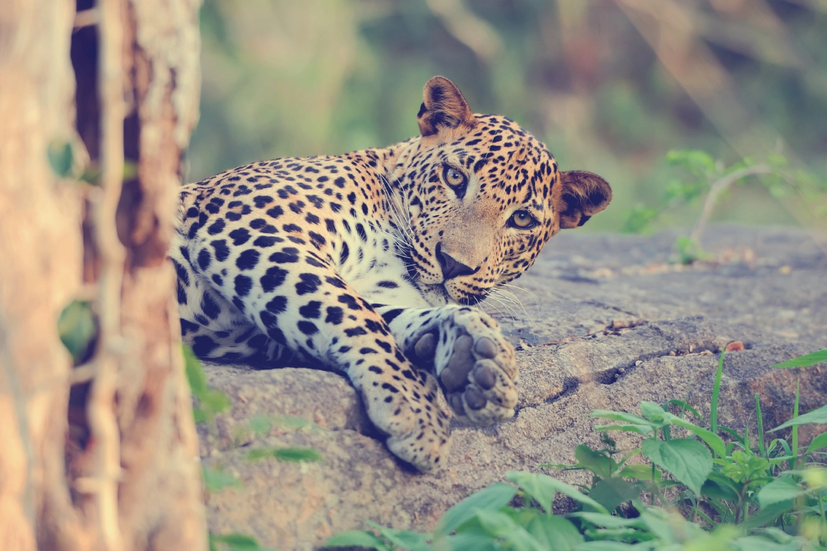 Sri Lankan wildlife safari